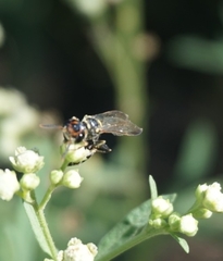 Trachypus spegazzinii