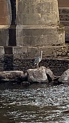 Ardea cinerea