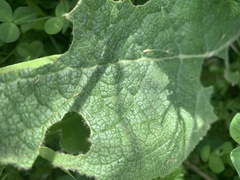 Symphytum officinale