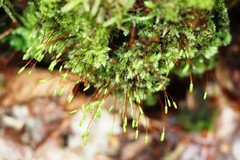 Herzogiella seligeri