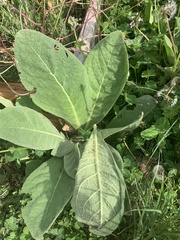 Symphytum officinale
