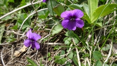 Viola somchetica