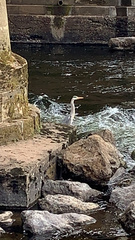 Ardea cinerea