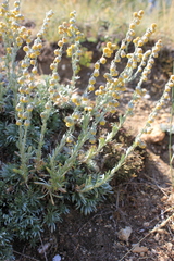 Artemisia cuspidata
