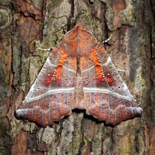 Herald Moth