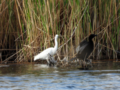 Egretta garzetta