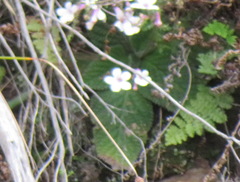 Streptocarpus meyeri