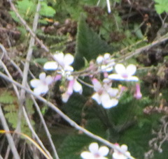Streptocarpus meyeri