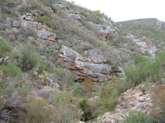Streptocarpus meyeri