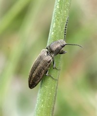 Cidnopus aeruginosus