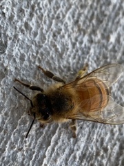 Apis mellifera
