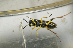 Macrophya postica