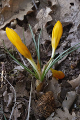 Crocus flavus