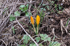 Crocus flavus