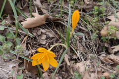 Crocus flavus
