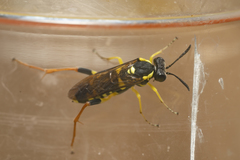 Macrophya postica