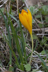 Crocus flavus