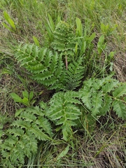 Cynara tournefortii