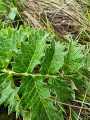 Cynara tournefortii