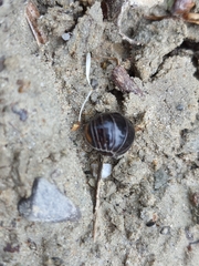 Glomeridae