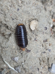 Glomeridae