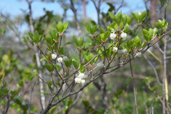 Enkianthus perulatus japonicus