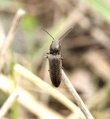 Cidnopus aeruginosus