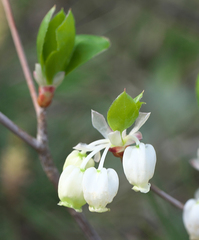 Enkianthus perulatus japonicus