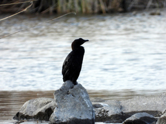 Microcarbo pygmaeus