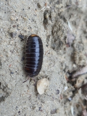 Glomeridae