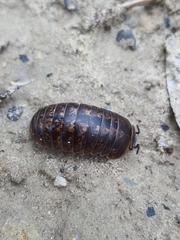 Glomeridae