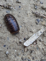 Glomeridae