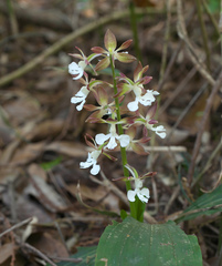 Calanthe discolor