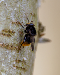 Criorhina ranunculi