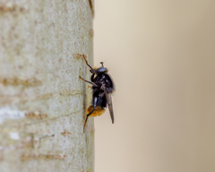 Criorhina ranunculi