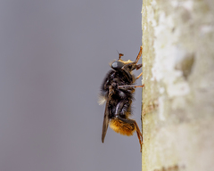 Criorhina ranunculi