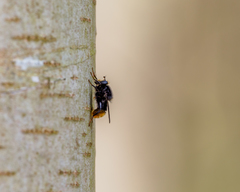 Criorhina ranunculi