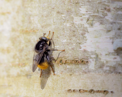 Criorhina ranunculi
