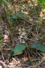 Calanthe discolor
