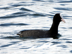 Fulica atra