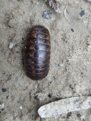 Glomeridae