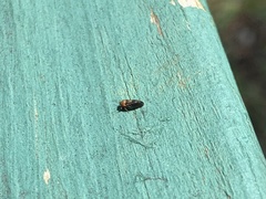 Pachypsylla celtidisgemma