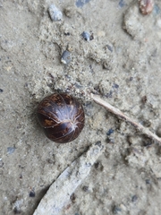 Glomeridae