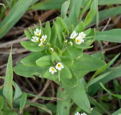 Buglossoides czernjajevii