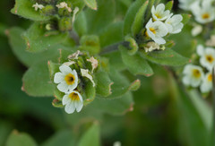 Buglossoides czernjajevii