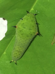 Graphium agamemnon agamemnon