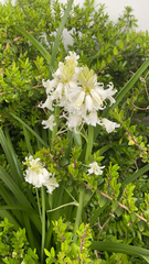 Hyacinthoides