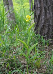 Cephalanthera falcata