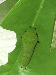 Graphium agamemnon agamemnon