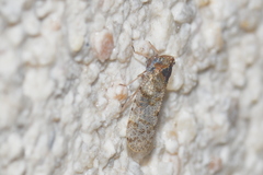 Tachycixius pilosus